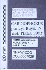 Etiketten zu Cardiophorus poncyi (Buysson, 1903) (NHMW-ZOO-COL-0007026)